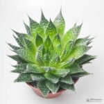 Алоэ Аристата (Алоэ осистое) - Aloe Aristata - Все для флорариума