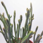 Крассула Плауновидная - Crassula Muscosa Lycopodioides - Все для флорариума