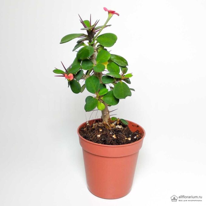 Эуфорбия Милиуса — Euphorbia Milii