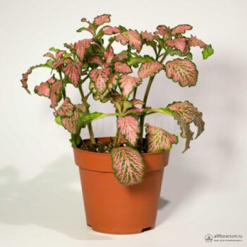 Fittonia Forest Flame