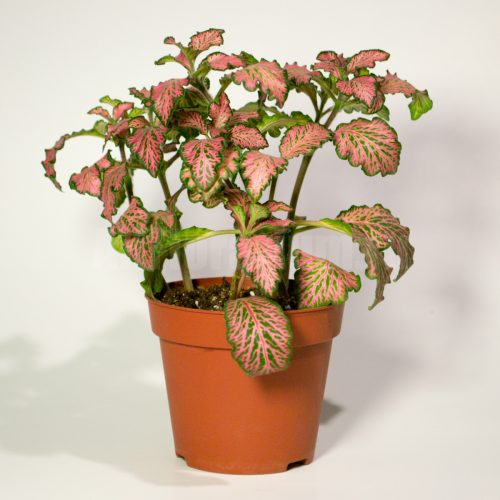 Fittonia Forest Flame