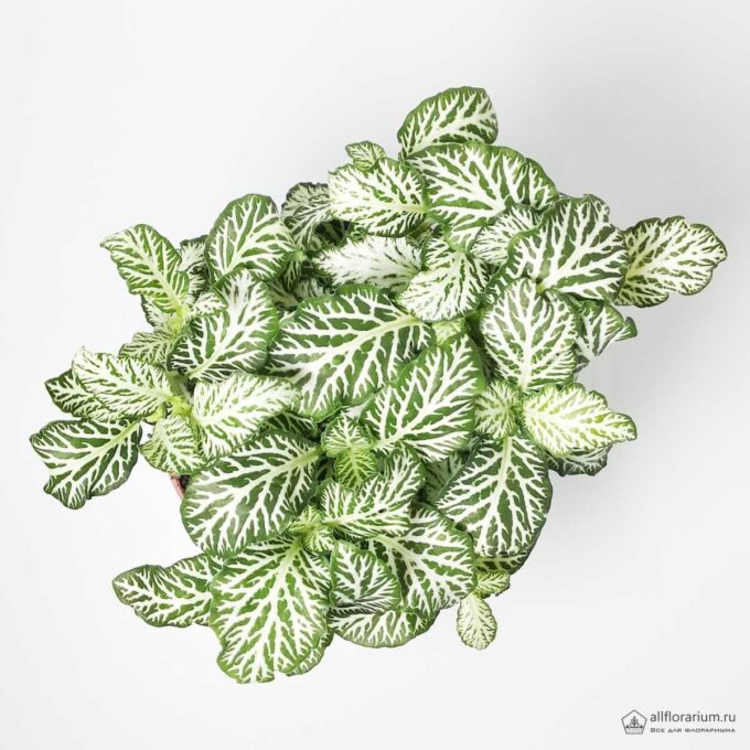 Фиттония Зелёная - Fittonia Аgryroneura Green - Все для флорариума