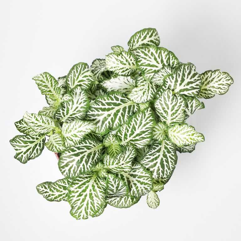 Фиттония Зелёная - Fittonia Аgryroneura Green - Все для флорариума