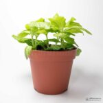 Фиттония Салатовая - Fittonia Lime Green - Все для флорариума