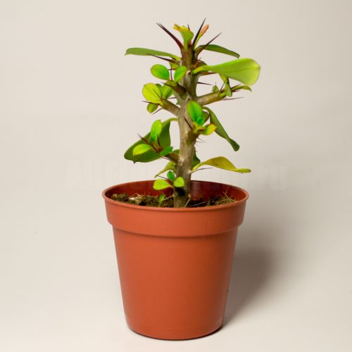 Эуфорбия Милиуса - Euphorbia Milii