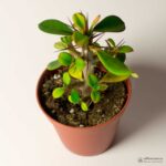 Эуфорбия Милиуса - Euphorbia Milii