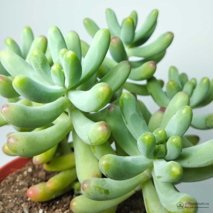 Седум Пахифиллюм - Sedum Pachyphyllum - Все для флорариума