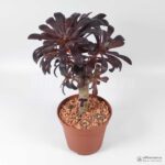 Эониум древовидный Атропурпуреум - Aeonium arboreum Atropurpureum - Все для флорариума