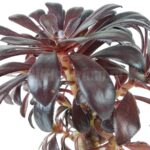 Эониум древовидный Атропурпуреум - Aeonium arboreum Atropurpureum - Все для флорариума