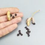 Альбука спиральная семена - Albuca spiralis seeds