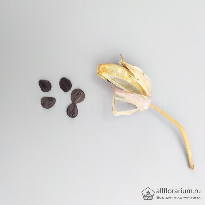 Альбука спиральная семена - Albuca spiralis seeds