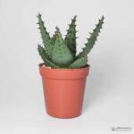 Алоэ Бруми - Aloe broomii – Snake Aloe - Все для флорариума