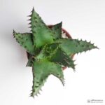 Алоэ Бруми - Aloe broomii – Snake Aloe - Все для флорариума
