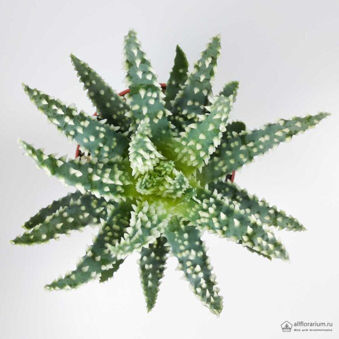 Алоэ Хумилис - Aloe Humilis - Все для флорариума