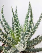 Алоэ Хумилис - Aloe Humilis - Все для флорариума