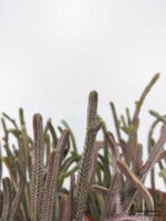 Крассула Плауновидная Пестролистная - Crassula Muscosa Variegata - Все для флорариума