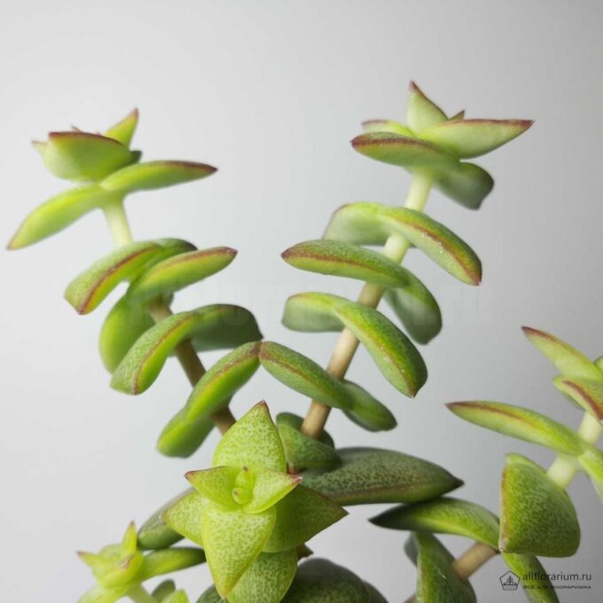 Крассула Перфората - Crassula Perforata - Все для флорариума
