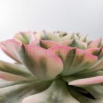 Эхеверия Карусель - Echeveria Compton Carousel - Все для флорариума