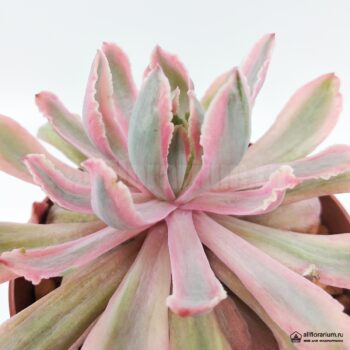 Echeveria holwayi zahnii variegata - Все для флорариума