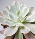 Echeveria holwayi - Все для флорариума