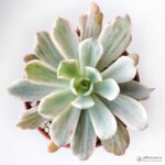 Echeveria holwayi - Все для флорариума