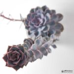 Эхеверия Жемчужина Нюрнберга - Echeveria Perle Von Nurnberg - Все для флорариума
