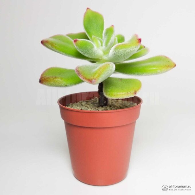 Echeveria pulvinata ‘Ruby Blush’ - Эхеверия пульвината Руби Блаш- Все для флорариума