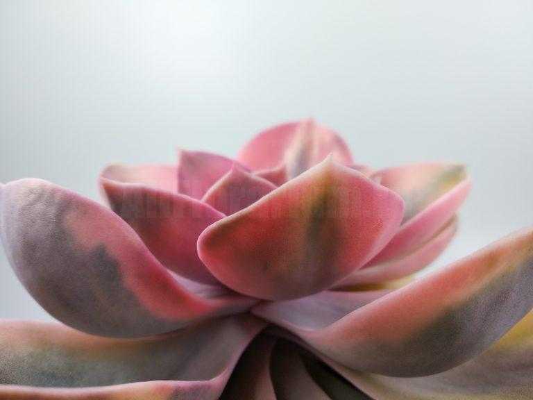Эхеверия Радуга - Echeveria Rainbow - Все для флорариума
