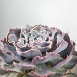Эхеверия Шавиана - Echeveria Shaviana - Все для флорариума