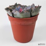 Эхеверия Шавиана - Echeveria Shaviana - Все для флорариума