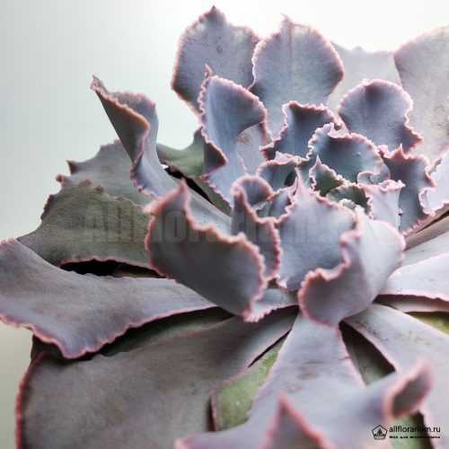 Эхеверия Шавиана Пинк Фриллс - Echeveria Shaviana Pink Frills - Все для флорариума