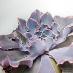 Эхеверия Шавиана Пинк Фриллс - Echeveria Shaviana Pink Frills - Все для флорариума