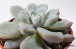 Echeveria subcorymbosa - Все для флорариума