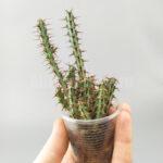 Euphorbia aeruginosa - Эуфорбия Эругиноза