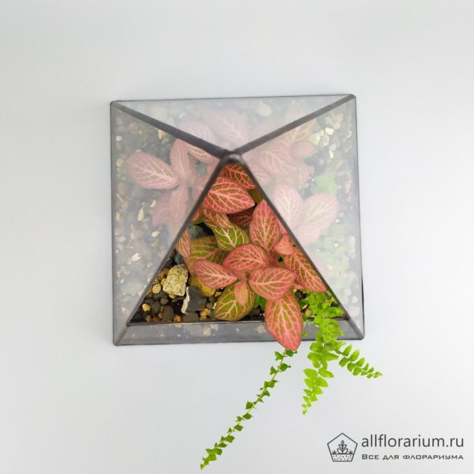 Фиттония и папоротник в пирамиде флорариум