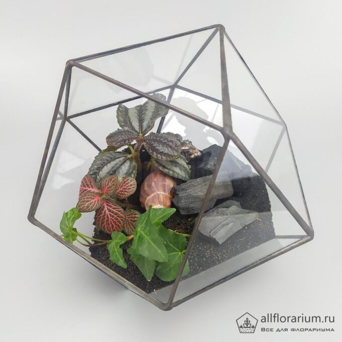Флорариум с углем в кубооктаэдре флорариум