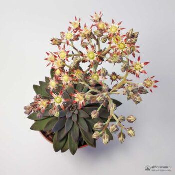Цветение Граптопеталум Расби - Graptopetalum Rusbyi - Эхеверия Расби - Все для флорариума