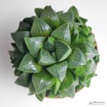 Хавортия Ретуза - Haworthia Retusa - Все для флорариума