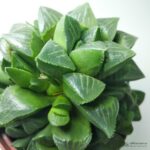 Хавортия Ретуза - Haworthia Retusa - Все для флорариума