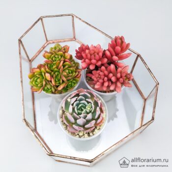 Геометрическая ваза Яйцо плоское открытое с растениями