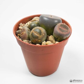 Литопс Живые Камни - Lithops aucampiae – Living Stones - Все для флорариума