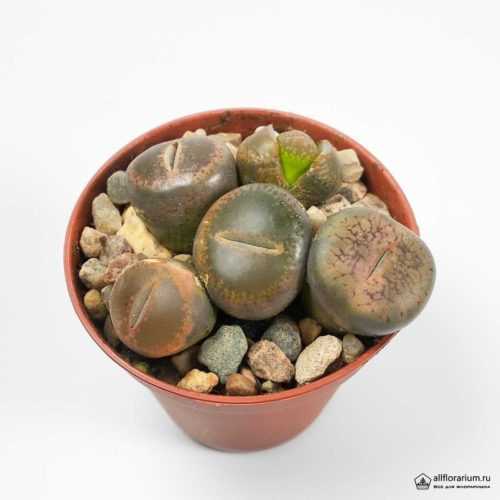 Литопс Живые Камни - Lithops aucampiae – Living Stones - Все для флорариума