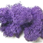 Мох Ягель стабилизированный фиолетовый - Все для флорариума