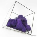 Мох Ягель стабилизированный фиолетовый - Все для флорариума