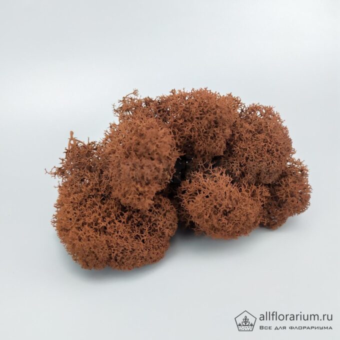 Мох Ягель стабилизированный коричневый (шоколадный) для флорариума