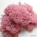 Мох Ягель стабилизированный розовый - Все для флорариума