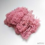 Мох Ягель стабилизированный розовый - Все для флорариума