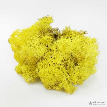 Мох Ягель стабилизированный желтый - Все для флорариума