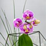 Орхидея в икосаэдре