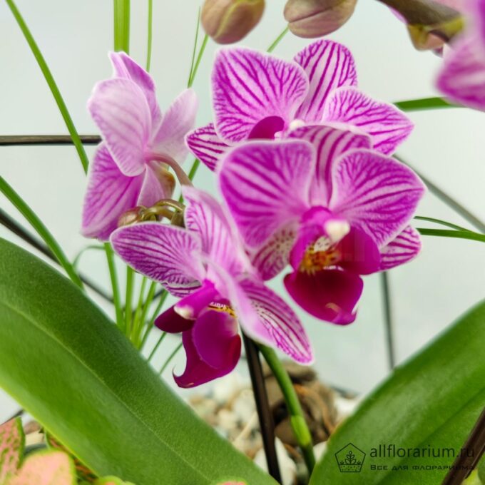 Флорариум с орхидеей в икосаэдре